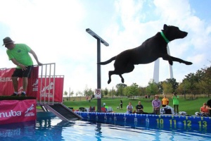 Dog Pool